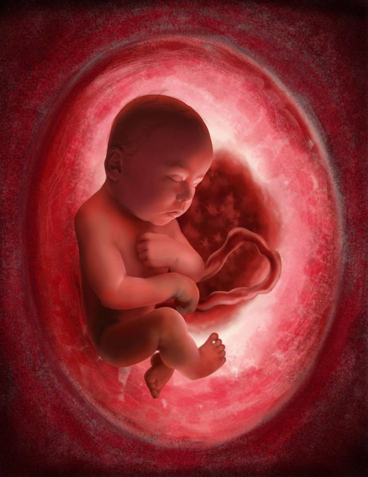 ბავშვი, ნაყოფი მუცელში, ორსულობა, ნაყოფის კიდურების განვითარება, 